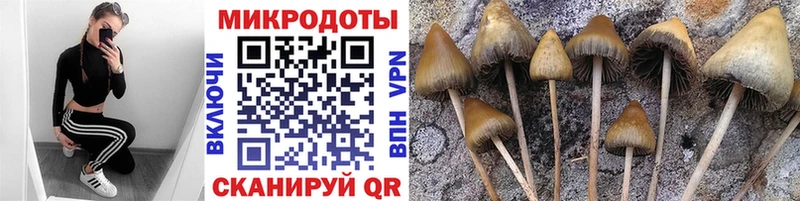 Псилоцибиновые грибы Cubensis  Костерёво 